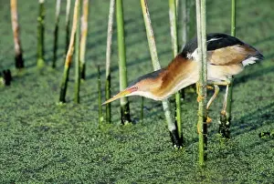 Grasping Prints: USA, Florida. Least bittern grasps reed while searching for prey in marsh water