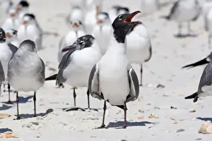 Species Prints: USA - Florida - breeding adult Laughing Gull on beach