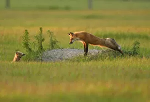 Images Dated 24th May 2005: USA, Florida, Bushnell, Rural farmlands, Red fox yawning at den, Vulpes vulpes