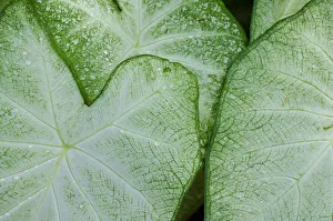 Caladium Prints: USA, Florida. Caladium leaves