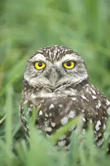 Cape Coral Prints: USA, Florida, Cape Coral, Burrowing Owl (Athene cunicularia)