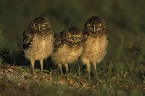 Trio Prints: USA, Florida, Cape Coral. Three Burrowing Owls (Athene cunicularia)