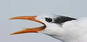 USA, Florida, Captiva. Portrait of royal tern head showing tongue