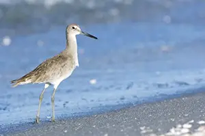 Willet Prints: USA, Florida, Captiva, Willet (Catoptrophorus semipalamatus)