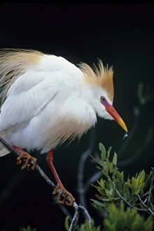 Focus Prints: USA, Florida. Cattle egret on tree branch