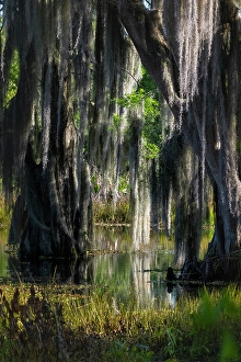 Moss Prints: USA, Florida. Cedar trees with long moss hanging, standing in water with reflection