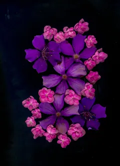 Impatiens Prints: USA, Florida, Celebration. A bouquet of flowers