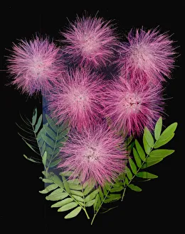Images Dated 21st June 2021: USA, Florida, Celebration. A bouquet of pink powderpuff flowers