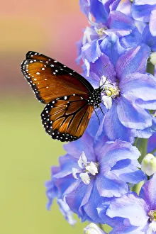 Images Dated 19th March 2015: USA, Florida, Celebration, Florida Viceroy Butterfly