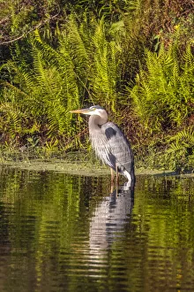 Images Dated 13th October 2021: USA, Florida, Celebration. A grey heron enjoying the morning sun