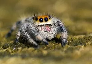 Images Dated 29th March 2006: USA, Florida. Close-up of jumping spider