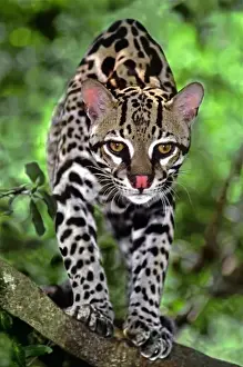 Images Dated 13th October 2007: USA, Florida. Close-up of an ocelot cub on log at Big Cat Rescue. (captive)Credit as