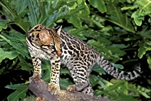 Images Dated 12th October 2007: USA, Florida. Close-up of an ocelot cub on tree limb at Big Cat Rescue. (captive) Credit as