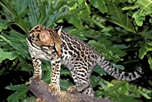 USA, Florida. Close-up of an ocelot cub on tree limb at Big Cat Rescue. (captive) Credit as