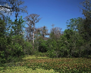 Stork Prints: USA, Florida, Corckscrew Swamp Sanctuary, Cypress swamp with nesting wood with storks
