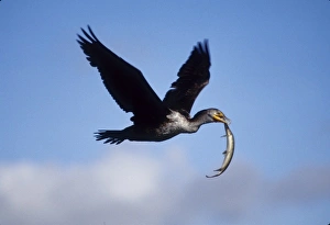 Cormorant Prints: USA, Florida. Cormorant in flight carrying fish