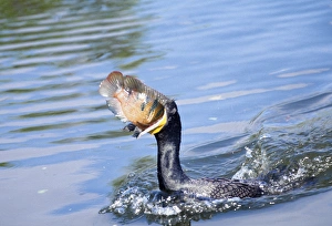 Joanne Williams Prints: USA, Florida. Cormorant swallowing freshly caught fish