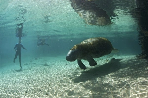 Snorkel Prints: USA, Florida, Crystal River. Florida Manatee
