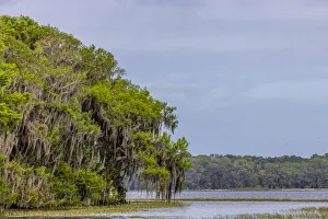Images Dated 4th November 2021: Usa, Florida. Cypress trees around Lochloosa Lake