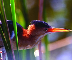 USA, Florida, Delray Beach. Least bittern male in Wakodahatchee Wetlands. Credit as