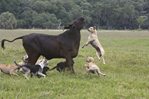 Images Dated 30th April 2008: USA, Florida. Dogs trained to herd cattle confront stray cow. Credit as: Joanne Williams