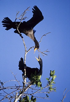 Joanne Williams Prints: USA, Florida. Two double-crested cormorants interact in tree
