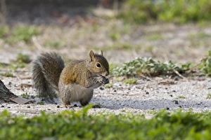 Species Prints: USA - Florida - Eastern Gray Squirrel eating