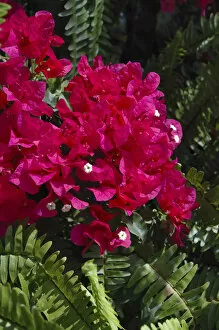 Images Dated 31st March 2007: USA; Florida; Edgewater; Edgewater Landing; close-up of bougainvillea