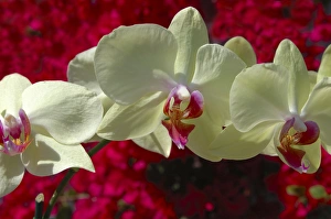 Images Dated 31st March 2007: USA; Florida; Edgewater; Edgewater Landing; close-up of white orchid, Thalaenopsis