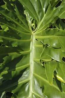 Images Dated 1st April 2007: USA; Florida; Edgewater; Edgewater Landing; close-up of Philodendron Selloum leaf