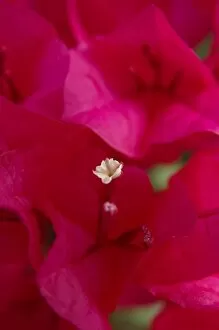 Images Dated 29th March 2007: USA; Florida; Edgewater; Edgewater Landing; close-up of bougainvillea
