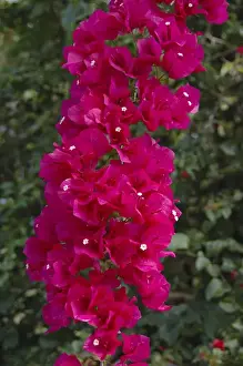 USA; Florida; Edgewater; Edgewater Landing; branch of bougainvillea
