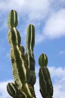 Images Dated 29th March 2007: USA; Florida; Edgewater; Edgewater Landing; large green cactus