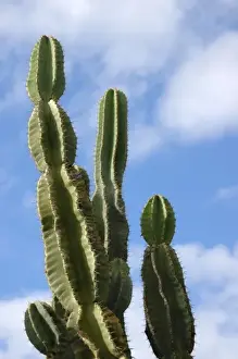 Prickly Prints: USA; Florida; Edgewater; Edgewater Landing; large green cactus