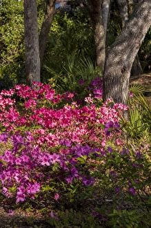 USA, Florida, Edgewater, Edgewater Landings, Azalea