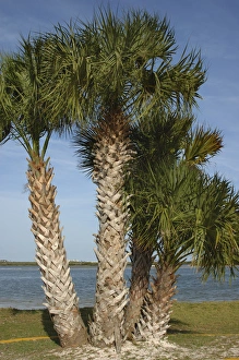 Images Dated 31st March 2007: USA; Florida; Edgewater; Menard Park; along Indian River, Intercoastal