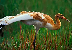 USA, Florida, Endangered Whooping crane fledging stretching wings, Grus americana