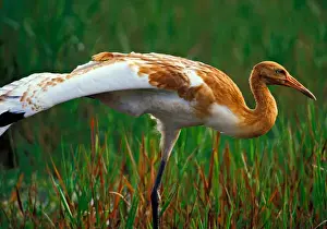 Neck Prints: USA, Florida, Endangered Whooping crane fledging stretching wings, Grus americana