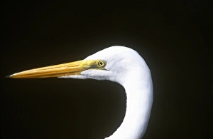 Everglade Prints: USA, Florida, Everglade NP, White Heron