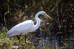 USA, Florida, Everglade NP, White Heron