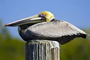 USA, Florida, Everglades City, Big Cypress National Preserve. Portrait of roosting