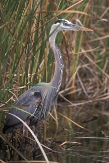 Peter Hawkins Prints: USA, Florida, Everglades, Great Blue Heron
