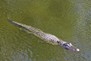 Images Dated 23rd February 2007: USA, Florida, Everglades National Park. American alligator swimming in slough. Credit as: Fred J