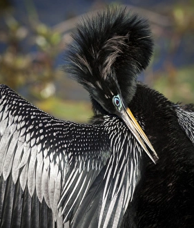 Images Dated 24th February 2012: USA, Florida, Everglades National Park. Anhinga preens while drying wing feathers