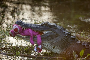 Images Dated 24th February 2012: USA, Florida, Everglades National Park. An unexpected sight of an American alligator
