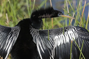 Images Dated 24th February 2012: USA, Florida, Everglades National Park. Anhinga with wings spread out to dry. Credit as