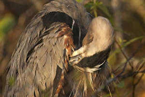 Images Dated 24th February 2012: USA, Florida, Everglades National Park. Close-up of great blue heron preening its feathers