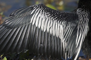 Images Dated 24th February 2012: USA, Florida, Everglades National Park. Details of Anhinga wing spread out to dry feathers