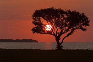 Images Dated 25th February 2012: USA, Florida, Everglades National Park, Flamingo Campground. Tree silhouetted at sunrise