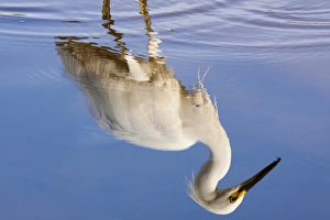 USA, Florida, Everglades National Park. Reflection of snowy egret on Eco Pond. Credit as